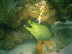 Green eel hiding. by Heriberto Parrilla 